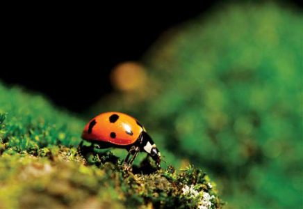 Lost Ladybug Project Helps Preserve Population Image